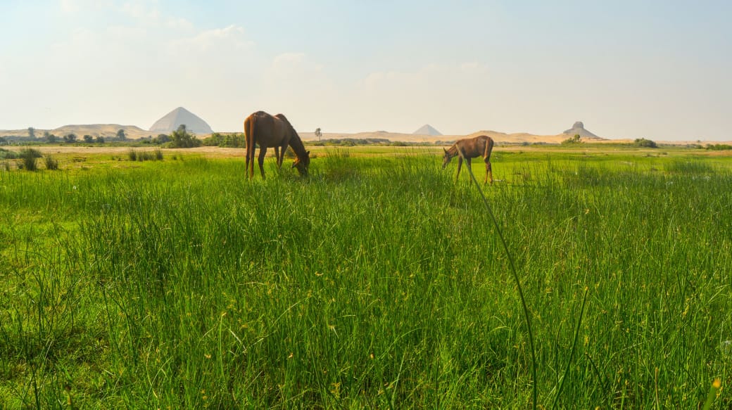 Full-Day Dahshur, Saqqara &amp; Memphis Tour