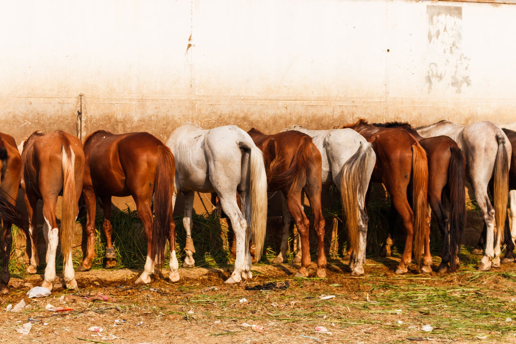 Horse Riding at the Giza Pyramids