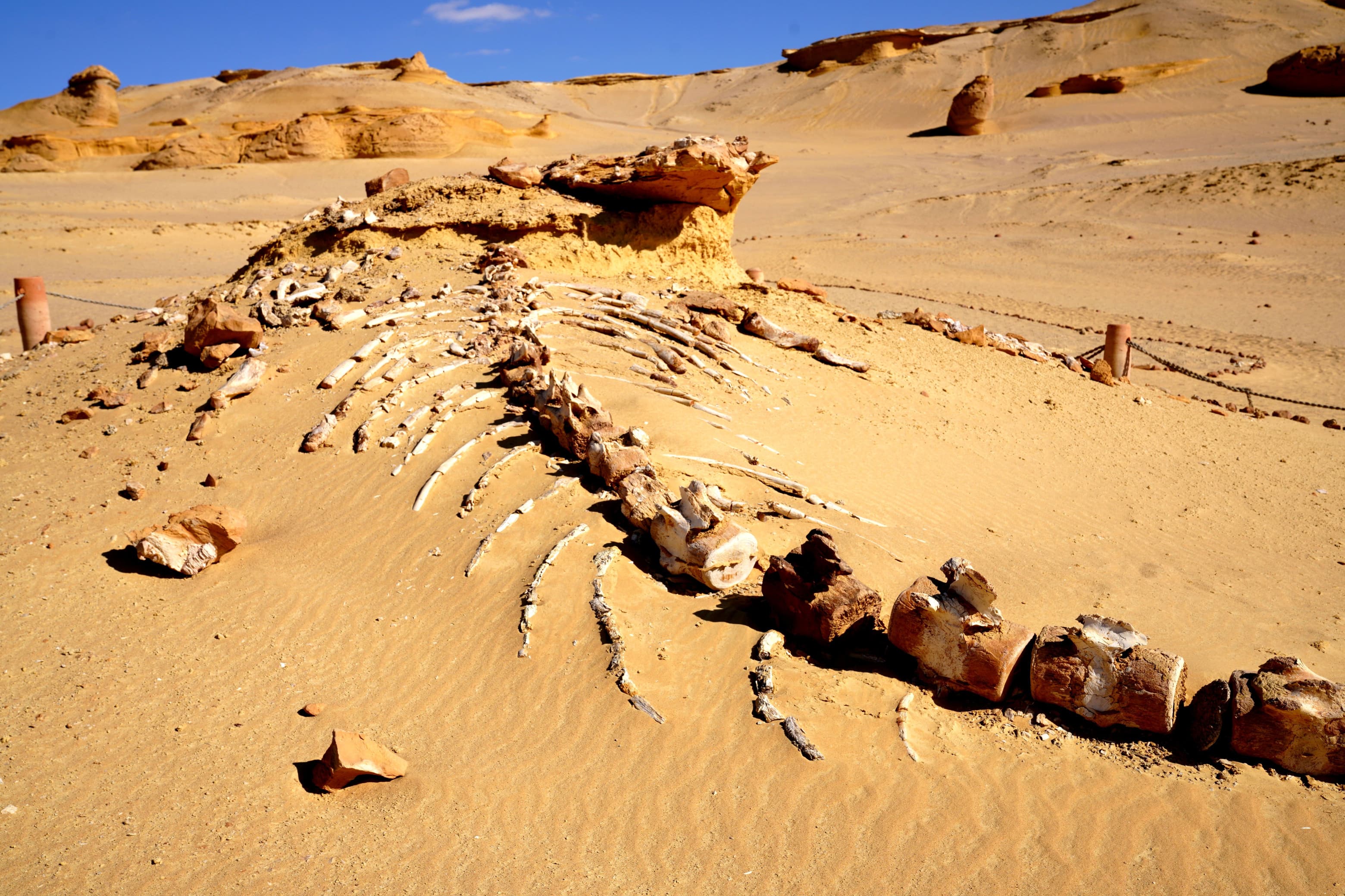 Fayoum Oasis Day Trip: Nature, History & Adventure