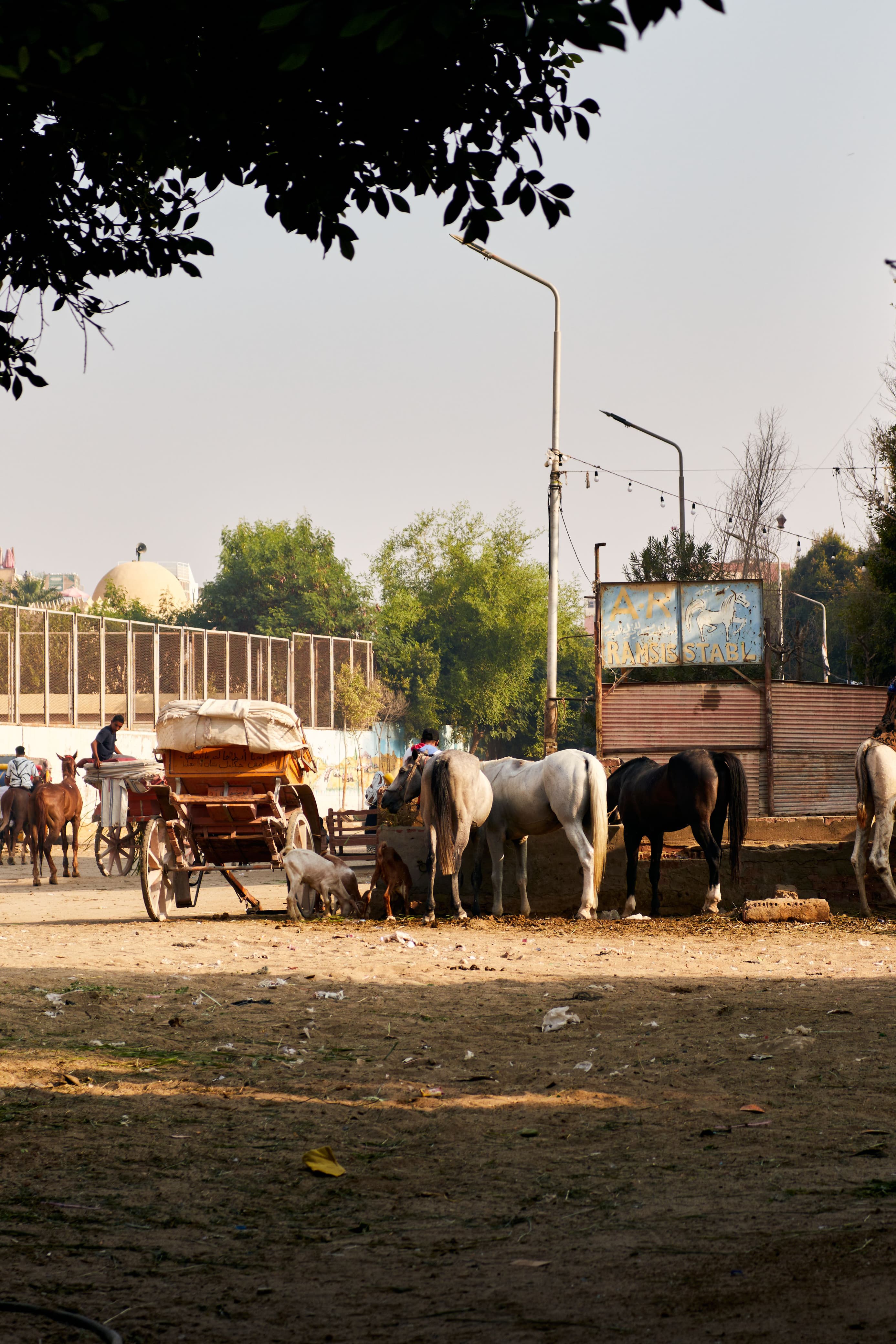 Horse Riding at the Giza Pyramids