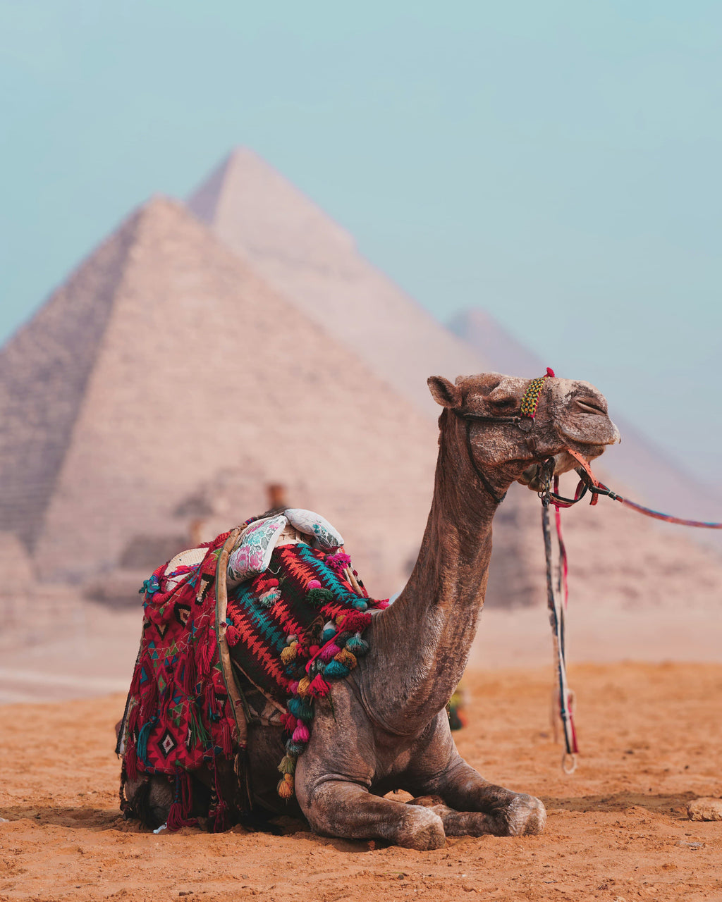 Giza Pyramids Camel Ride Experience