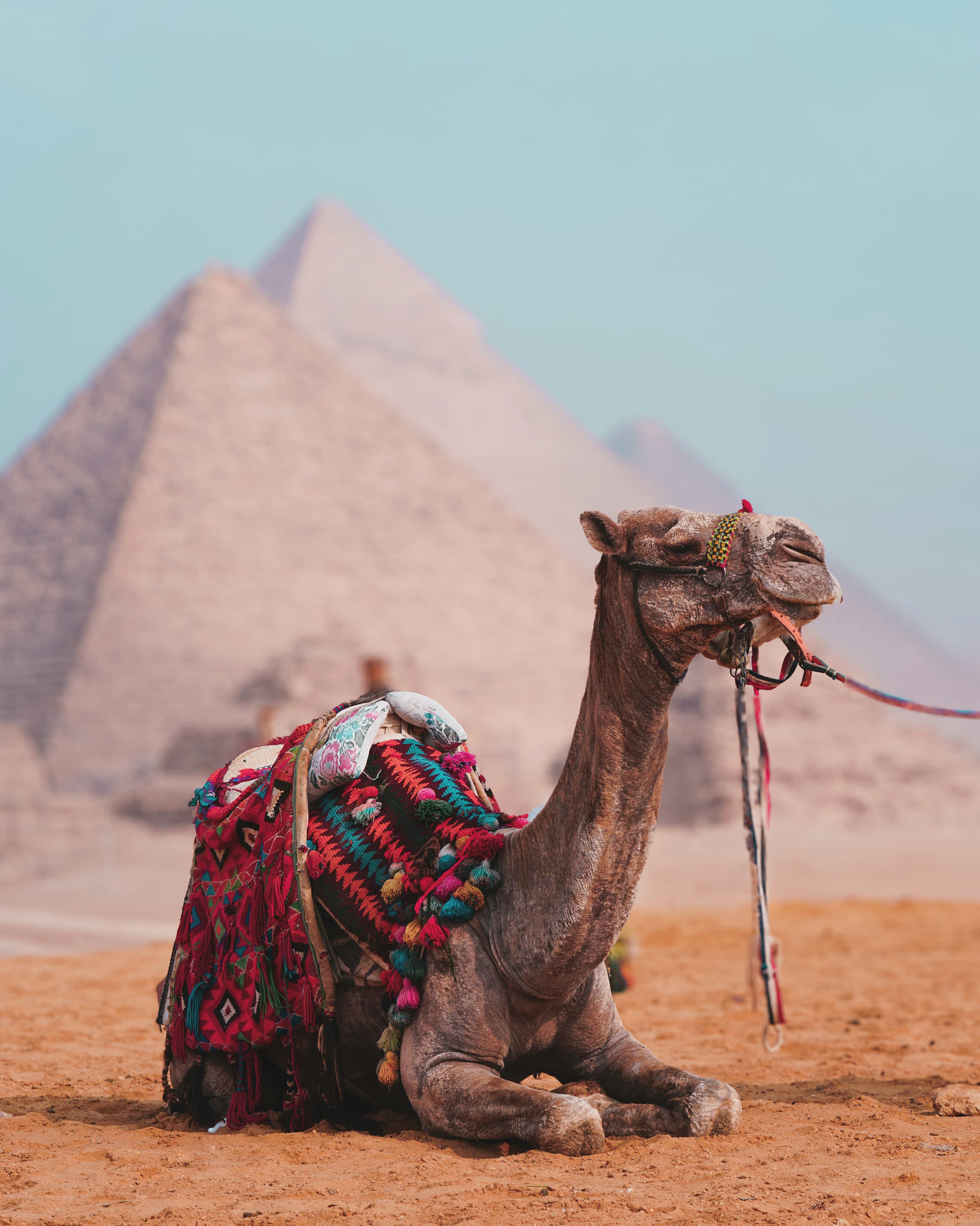 Giza Pyramids Camel Ride Experience