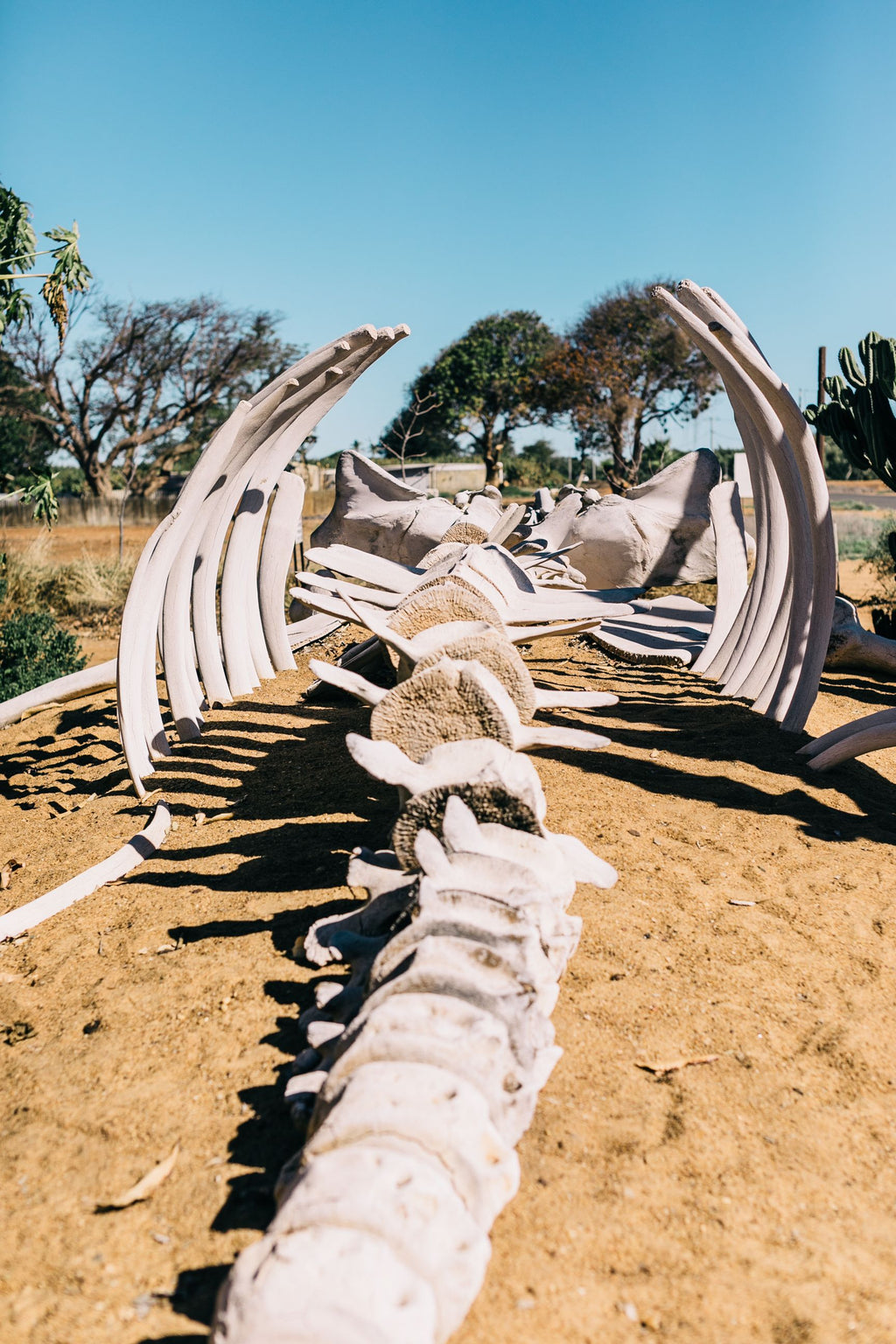 Fayoum Oasis Day Trip: Nature, History & Adventure