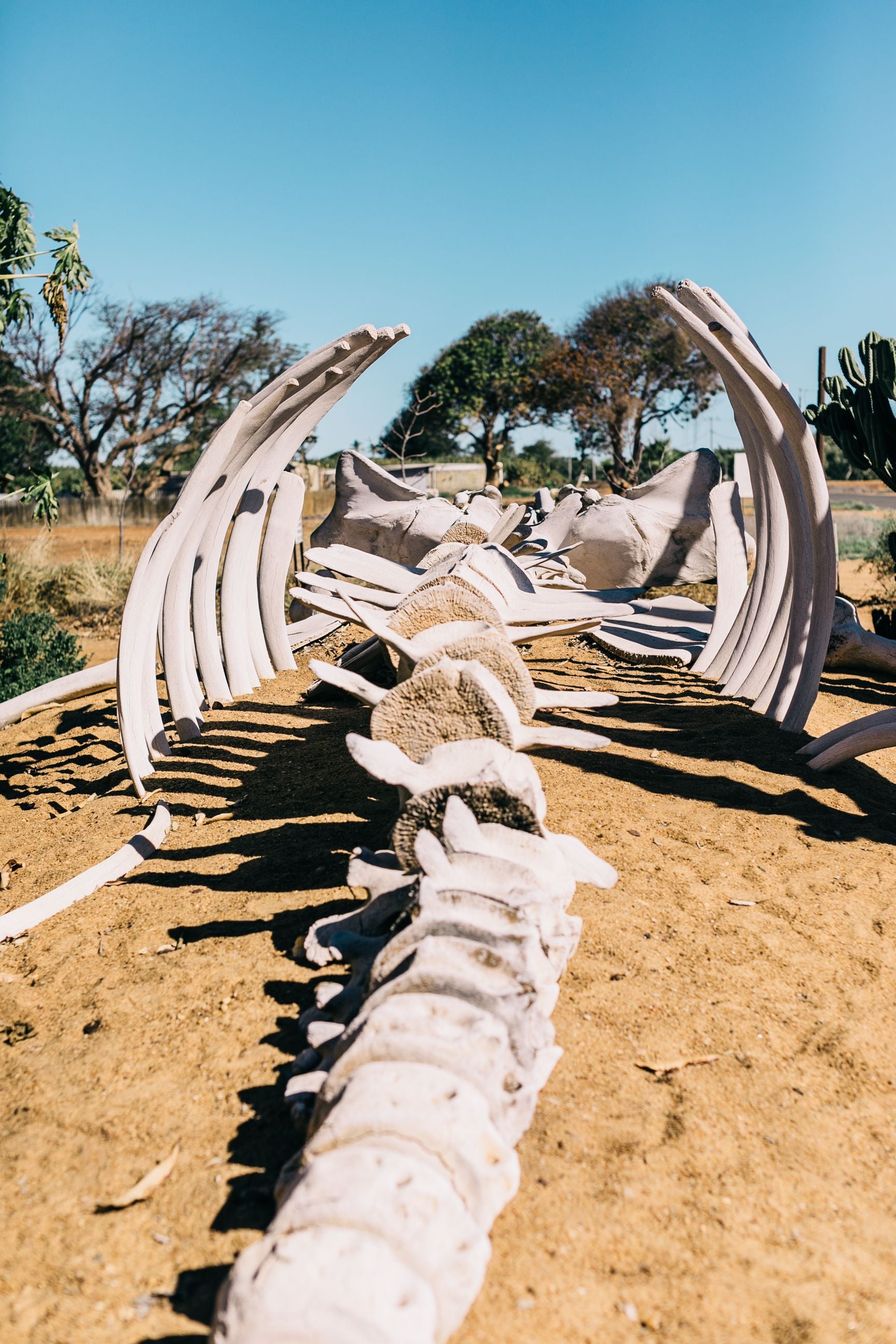Fayoum Oasis Day Trip: Nature, History & Adventure