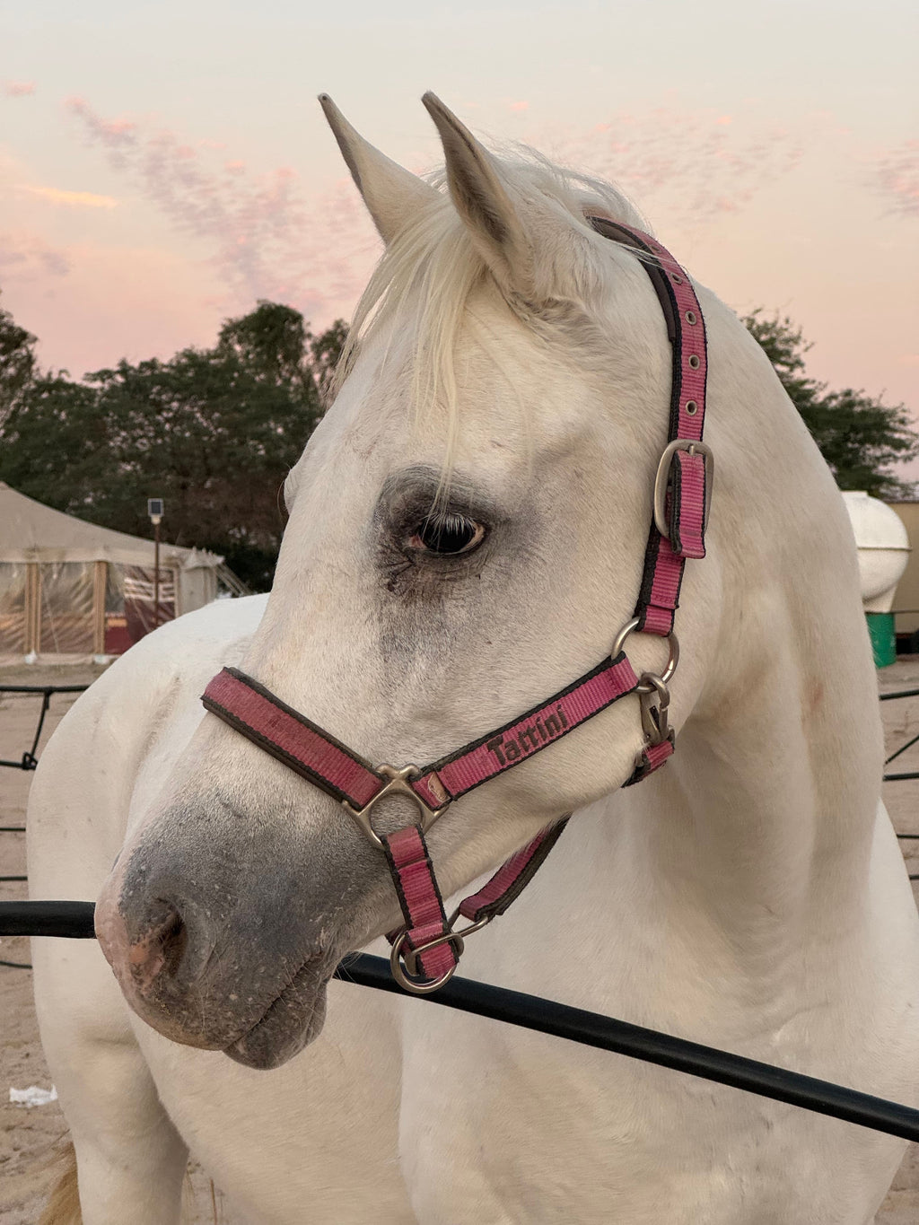 Horse Riding at the Giza Pyramids